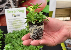 Terra Plug of Oasis. 